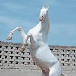 White horse rearing