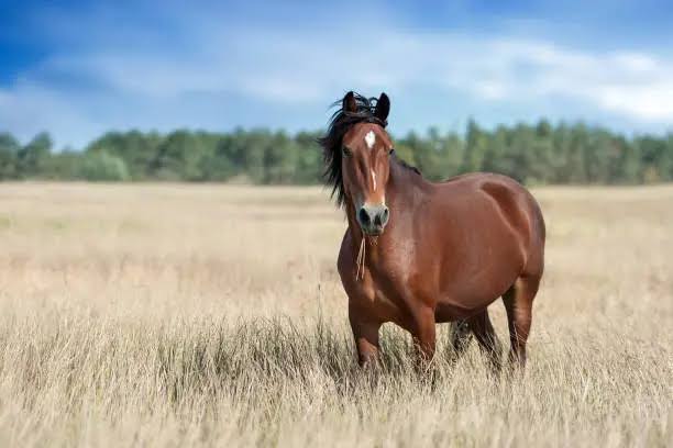 Brown horse at Mahiwal Stud Farm